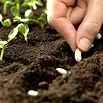 Plant Seeds