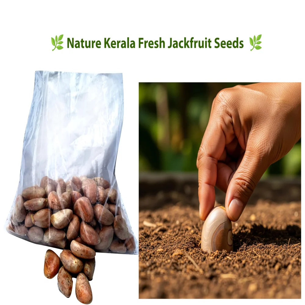 Nature Kerala Fresh Jackfruit Seeds, 900g, Natural Sun-Dried, for Planting, Handpicked from Kerala