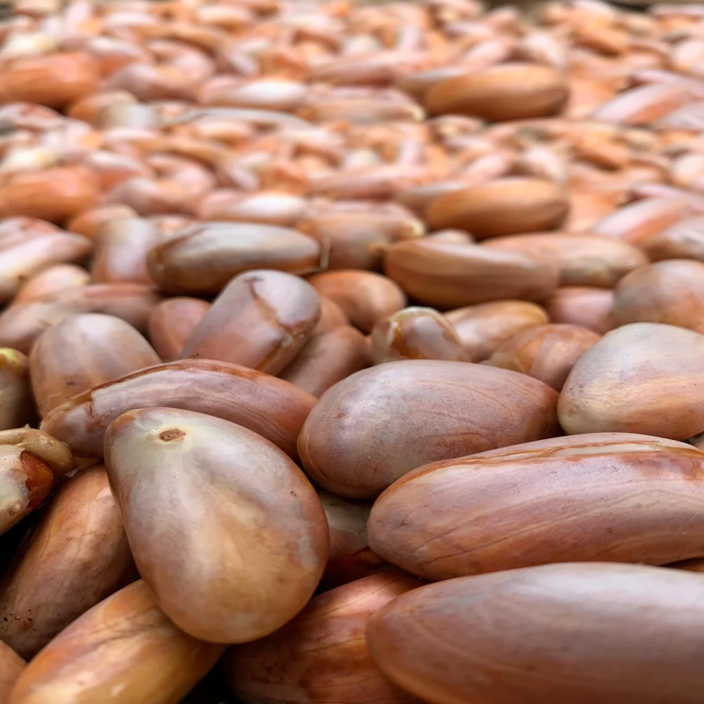 Nature Kerala Fresh Jackfruit Seeds, 900g, Natural Sun-Dried, for Planting, Handpicked from Kerala