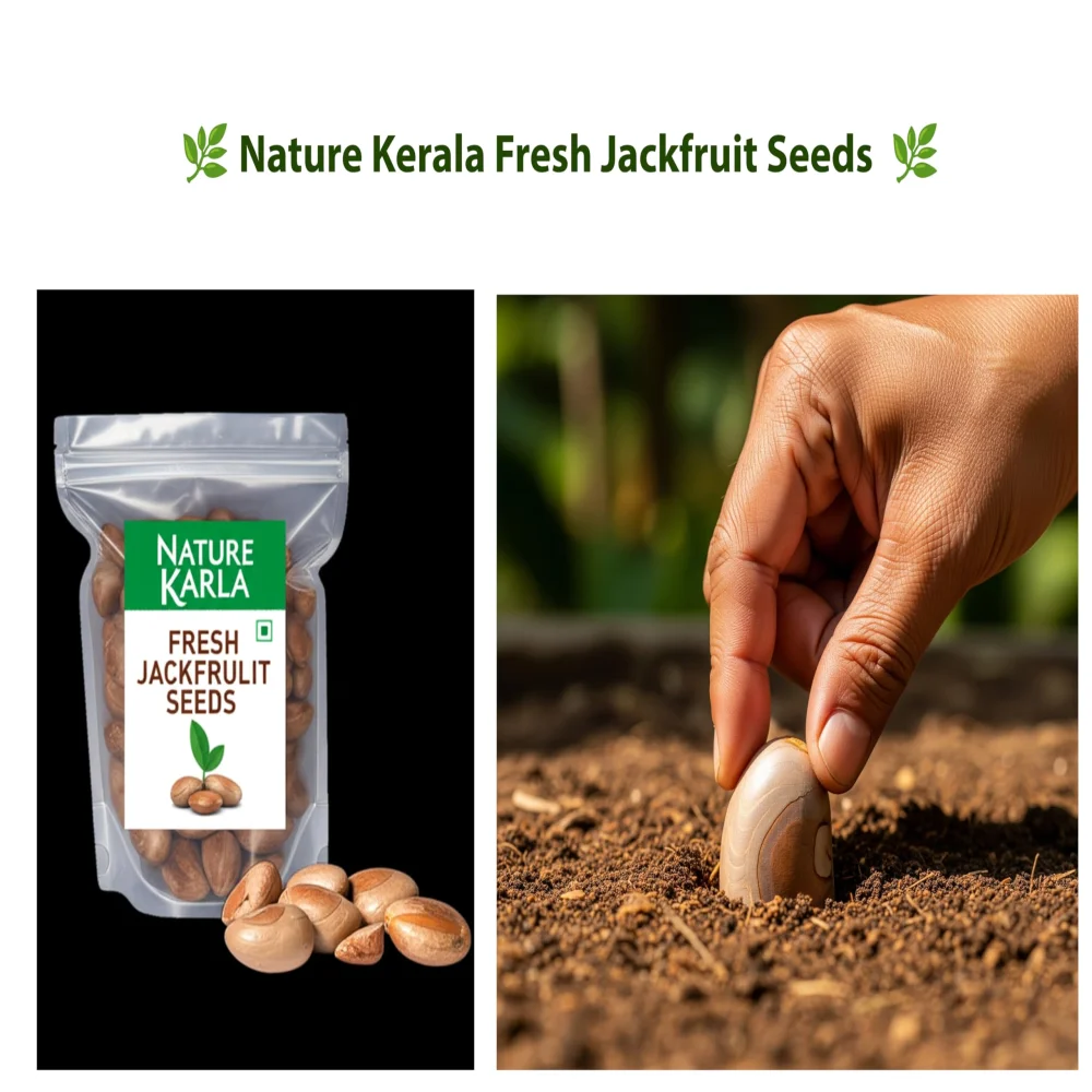 Nature Kerala Fresh Jackfruit Seeds, 900g, Natural Sun-Dried, for Planting, Handpicked from Kerala