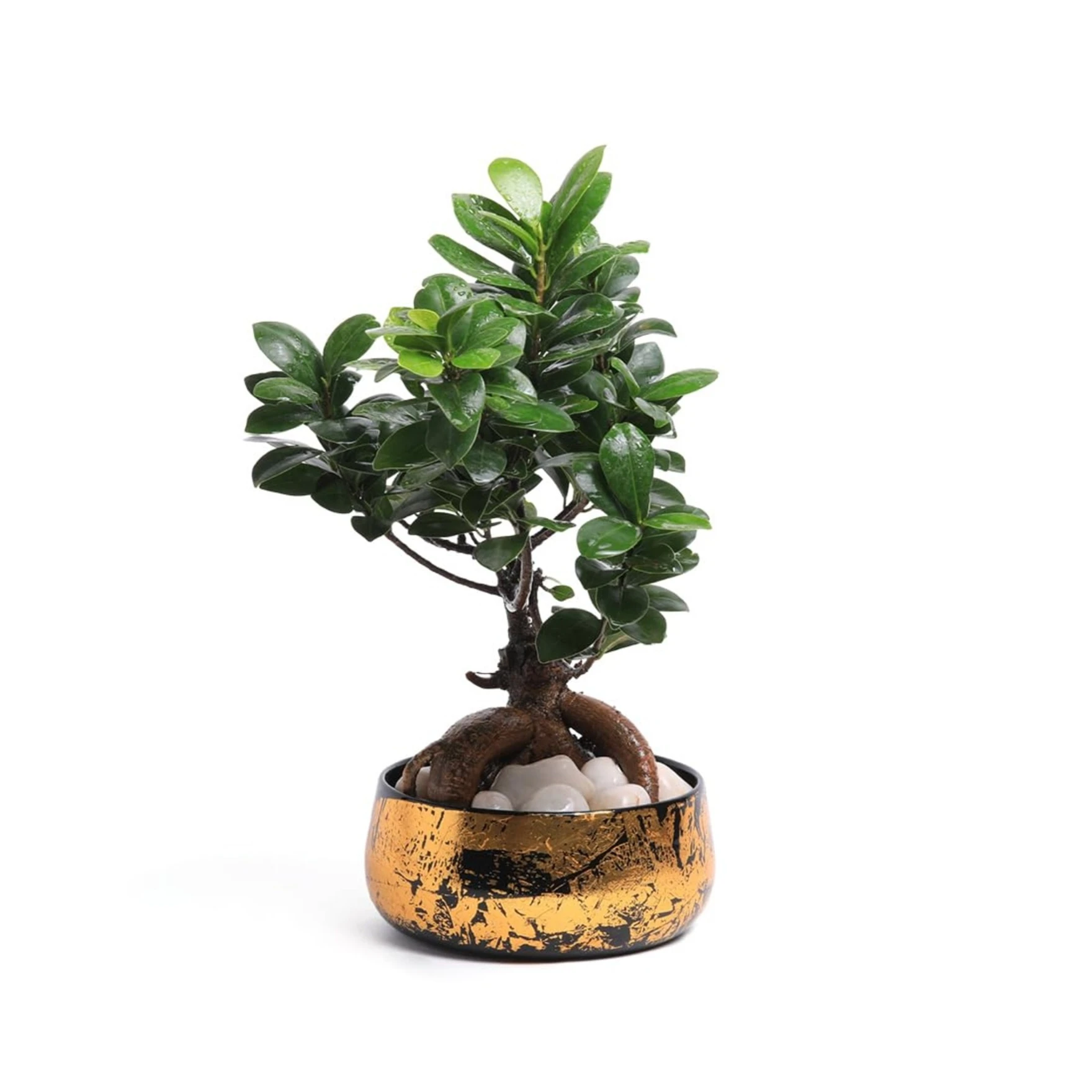 Iron Black and Gold Antique Handi Flower Pot with Drainage Hole Planter for Indoor Plants for Home Decor, Living Room, Kitchen, Bedroom, Table Top, Show Piece, Office, Gifting