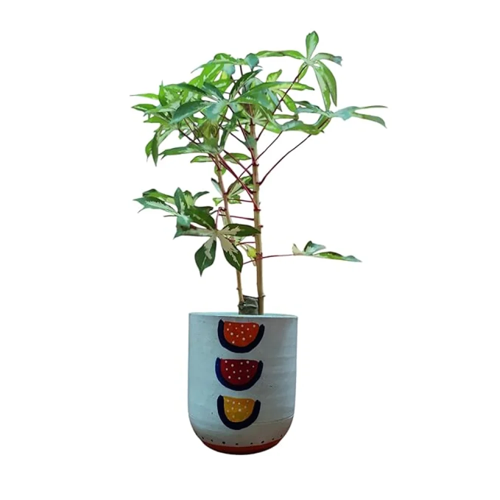 Live Manihot Esculenta Variegated Plant, 40 cm, Hand-painted Terracotta Pot, Indoor Air Purifying Plant, Pack of 1 Healthy Live Plant | For Home, Office, Livingroom, Bedroom, Garden Decor
