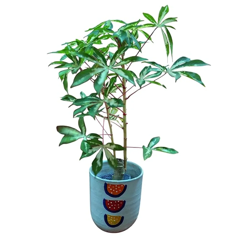 Live Manihot Esculenta Variegated Plant, 40 cm, Hand-painted Terracotta Pot, Indoor Air Purifying Plant, Pack of 1 Healthy Live Plant | For Home, Office, Livingroom, Bedroom, Garden Decor