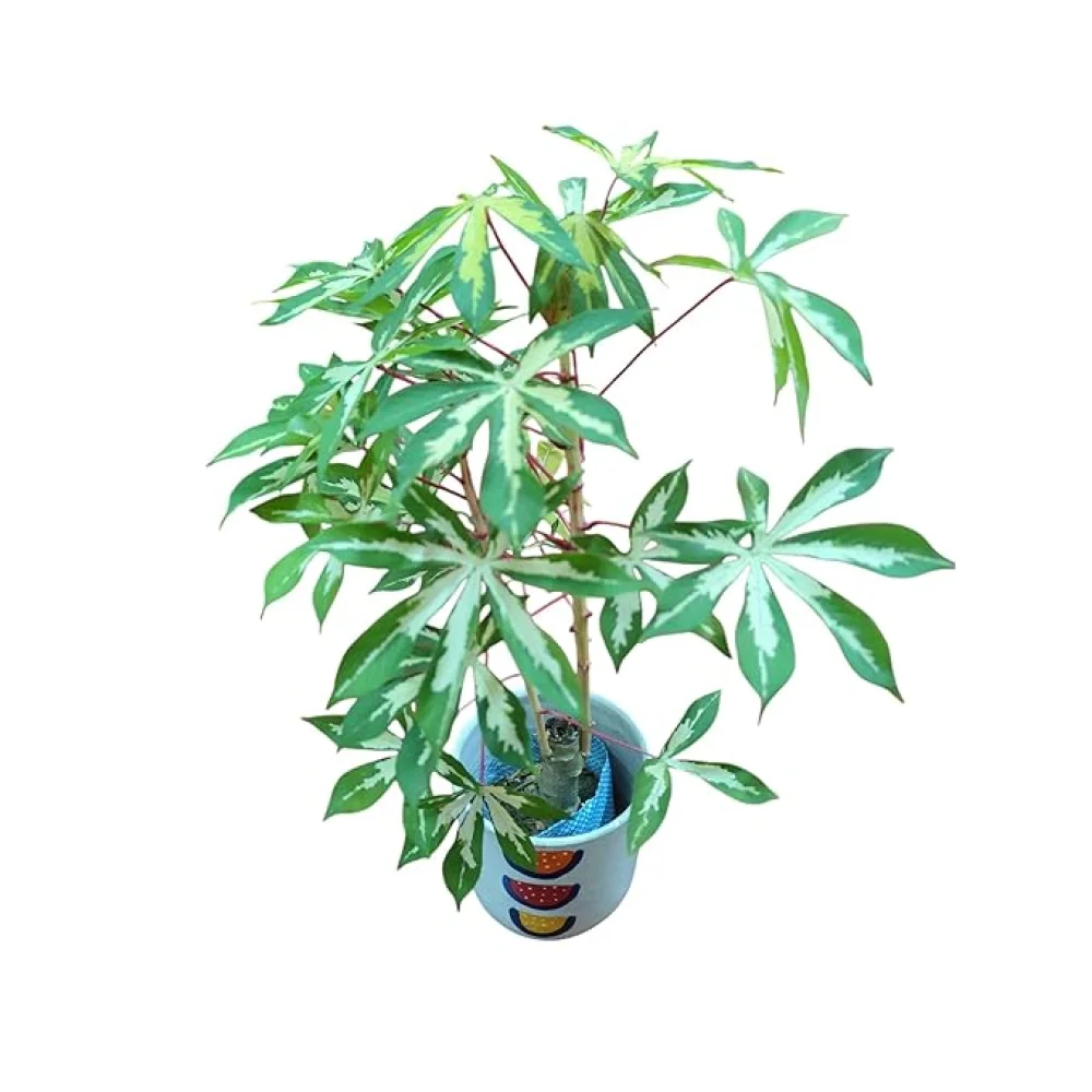 Live Manihot Esculenta Variegated Plant, 40 cm, Hand-painted Terracotta Pot, Indoor Air Purifying Plant, Pack of 1 Healthy Live Plant | For Home, Office, Livingroom, Bedroom, Garden Decor