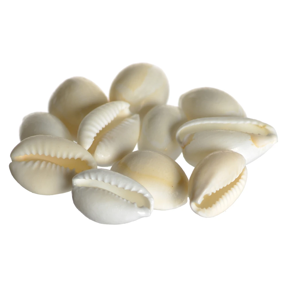 Stone Natural Laxmi Cowry (8.5x5.5x2 cm, White, Pack of 11)