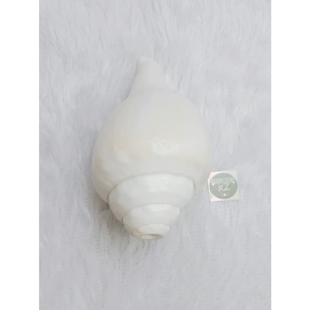 A Beautiful & Most Auspicious 8 Inches Blowing Conch Shell In X-Large Size (20 x 11 x 9 Cm)White.