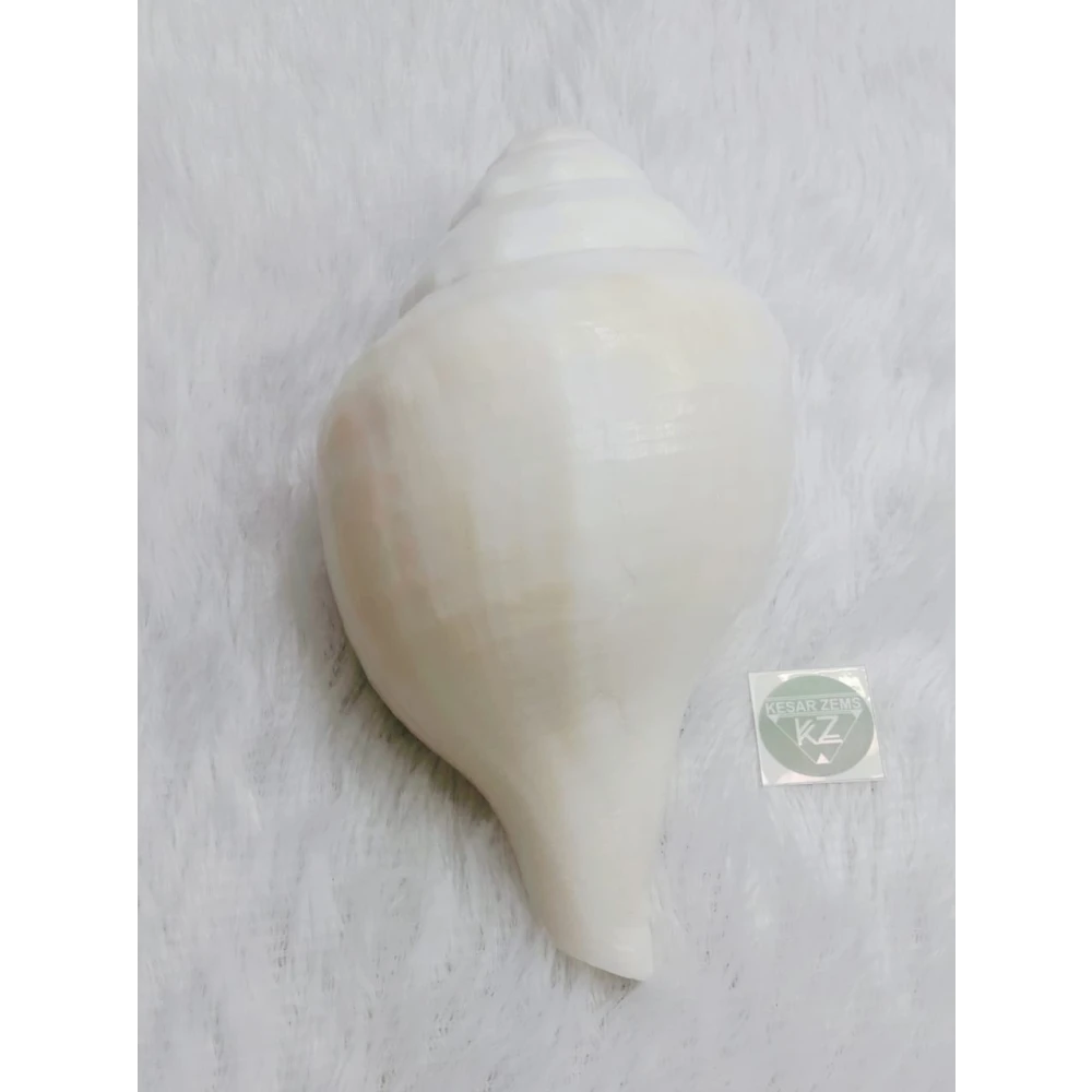 A Beautiful & Most Auspicious 8 Inches Blowing Conch Shell In X-Large Size (20 x 11 x 9 Cm)White.