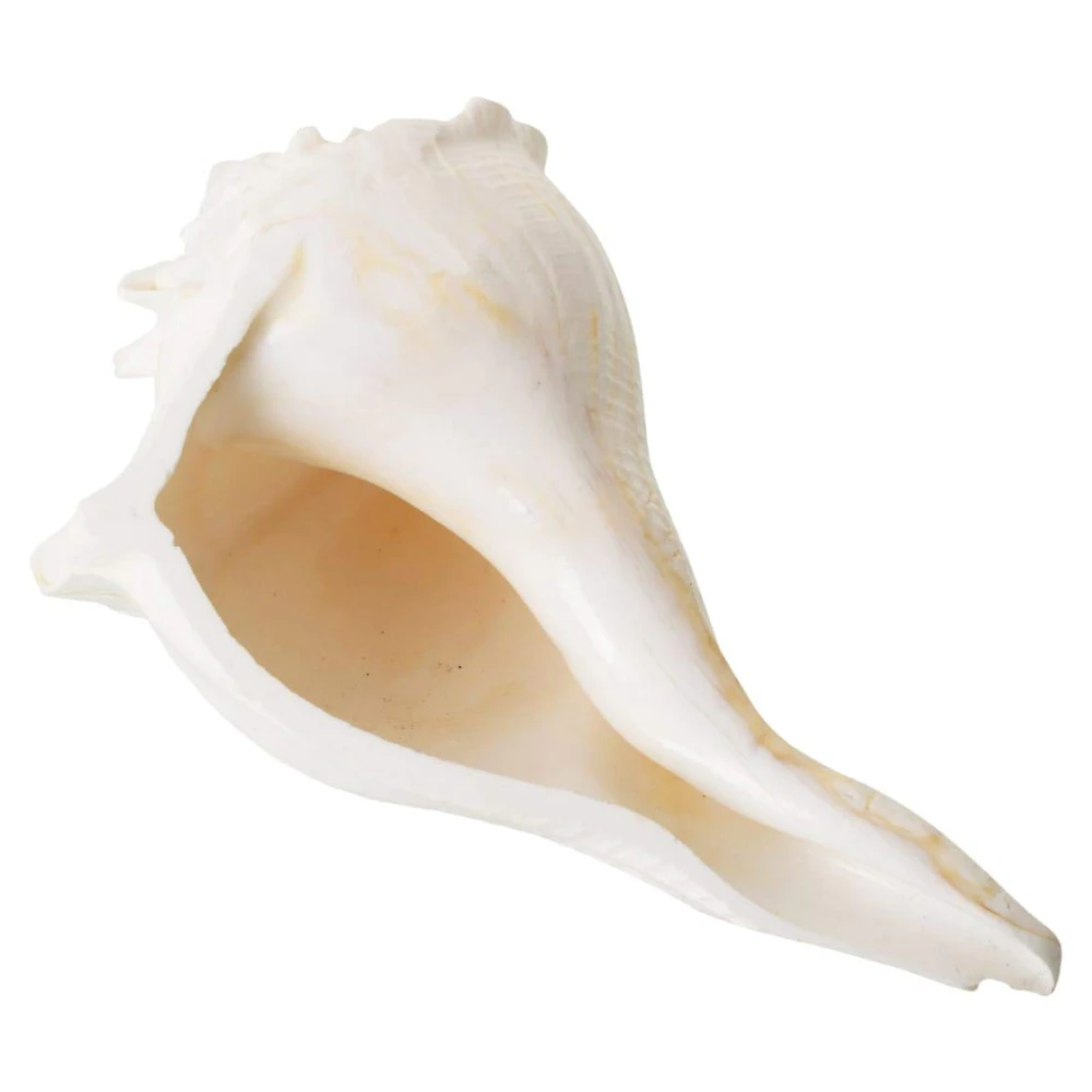 Valampuri Right Handed Sangu Sankh (White) 8 Inches For Pooja.