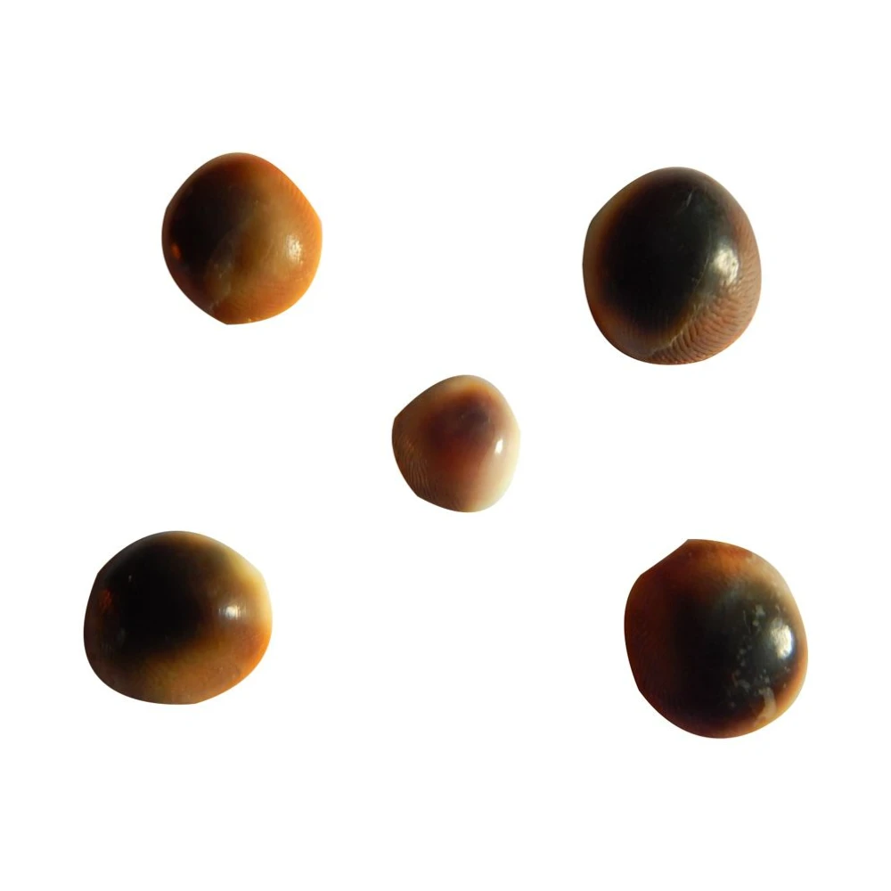 Natural Black Gomti Chakra -11 Pieces Set