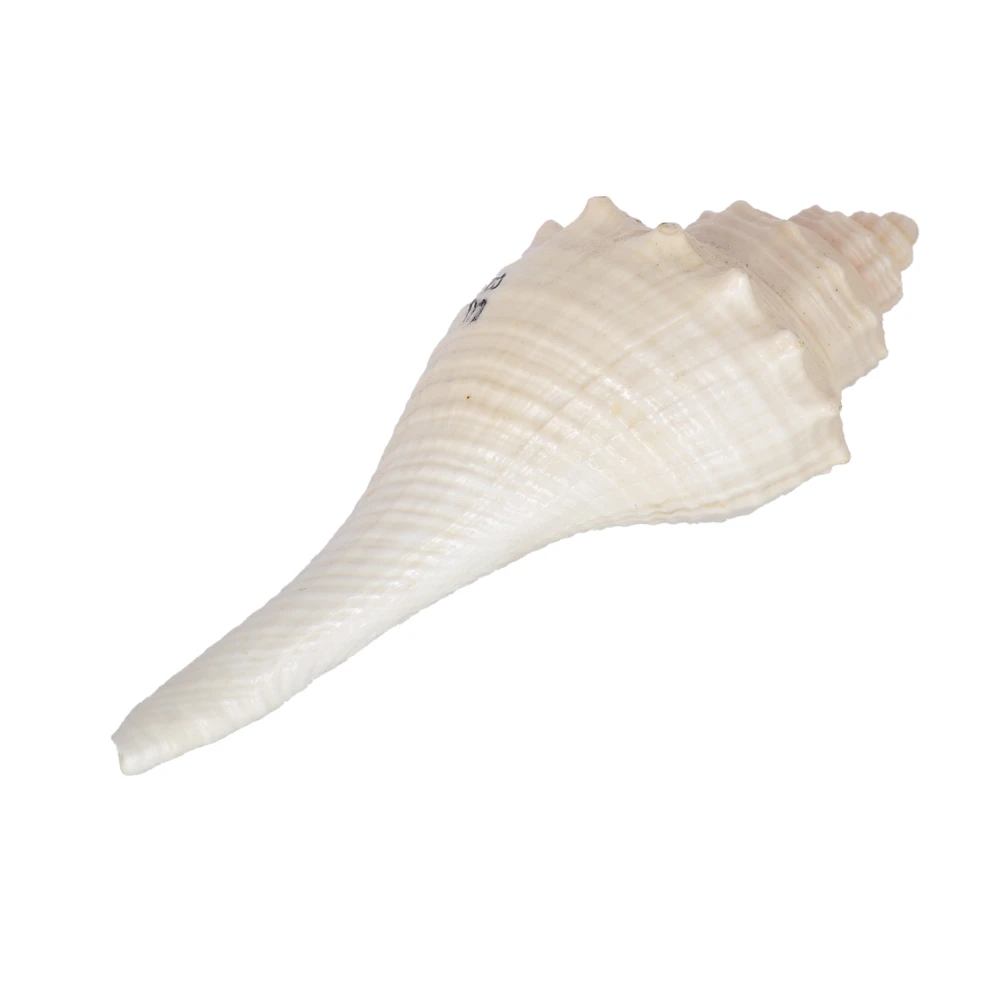 5 Faces Lakshmi Small Shanku Shankh For Abhishek & Pooja Shankh (White).