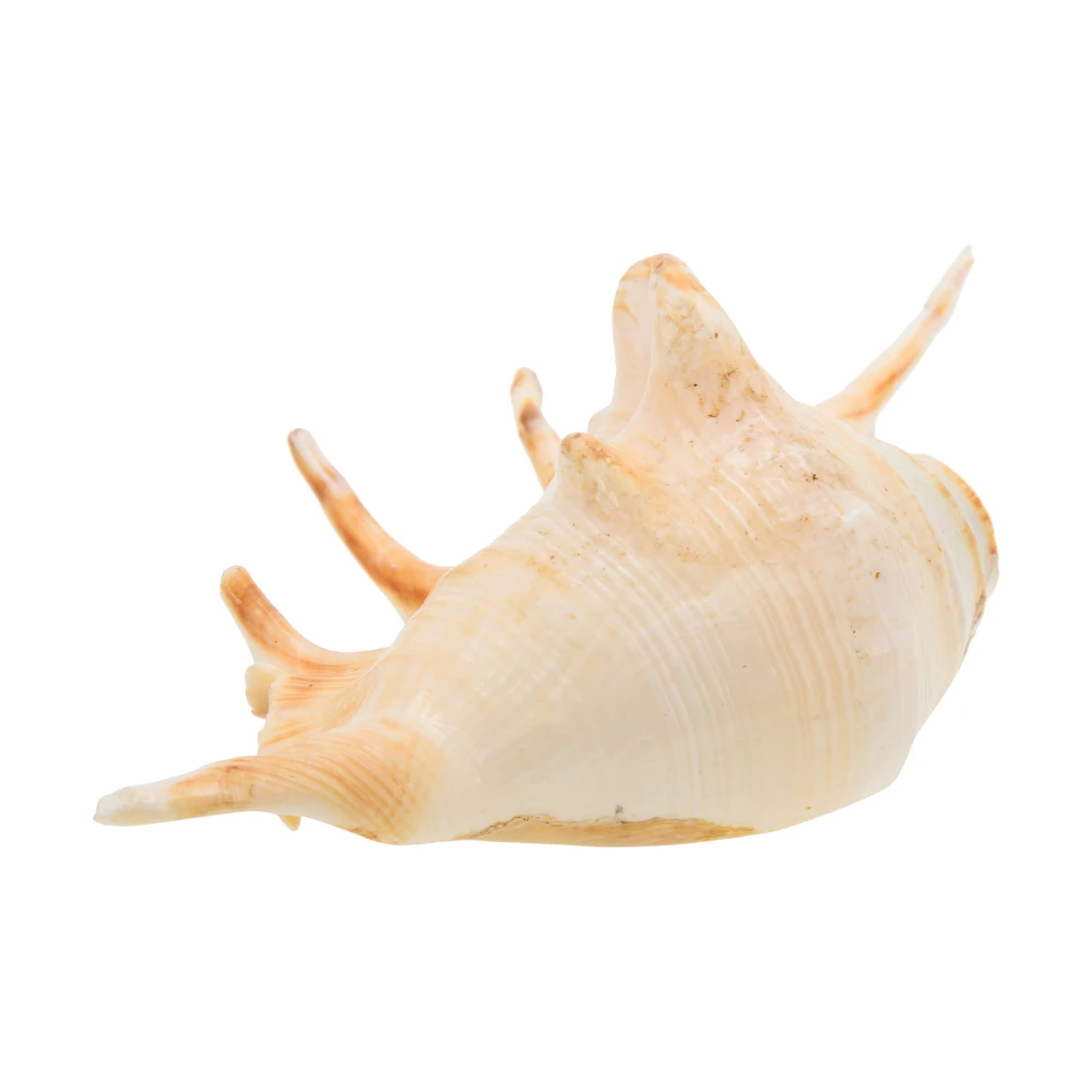 Right Handed Gaumukhi shankh,Original Blowing Shankh For Pooja.