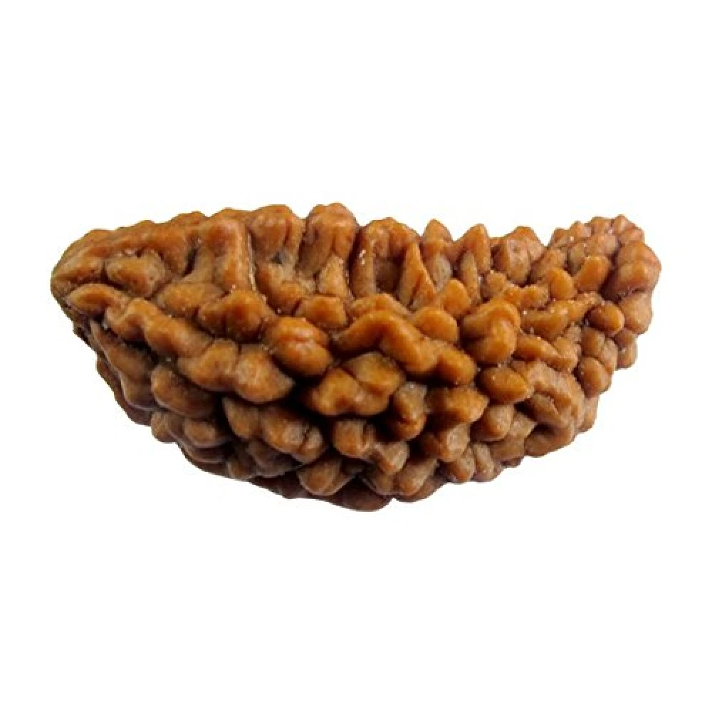 Natural Wooden Ek Mukhi-One Face Rudraksha Bead Original Bead.