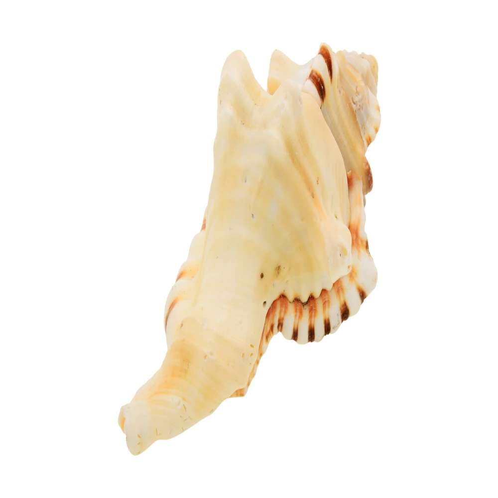 Natural Ganesh Shankh for Ganapati Pooja Sacred Shankh For Luck