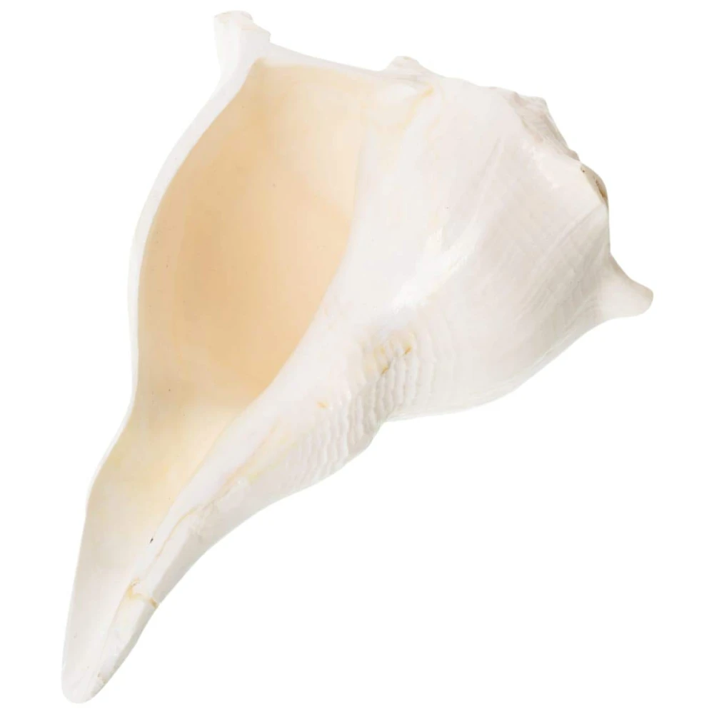 Valampuri Right Handed Sangu Sankh (White) 8 Inches For Pooja.