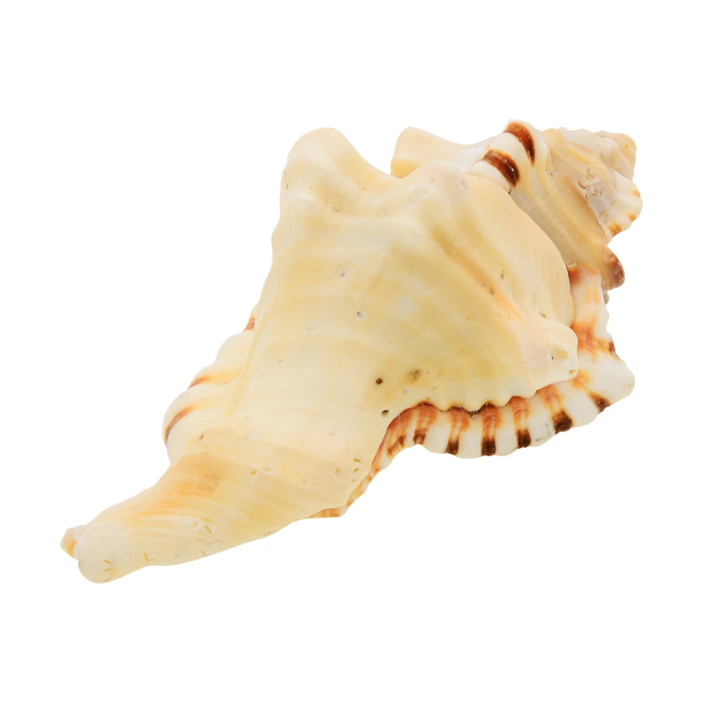 Natural Ganesh Shankh for Ganapati Pooja Sacred Shankh For Luck