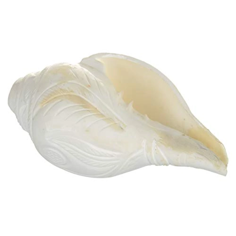 Bholenath With Trishul & Damru Handcrafted Conch Shell Engraved Blowing during artis & pujas.