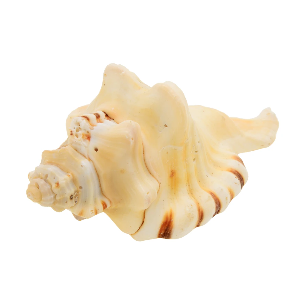 Natural Ganesh Shankh for Ganapati Pooja Sacred Shankh For Luck