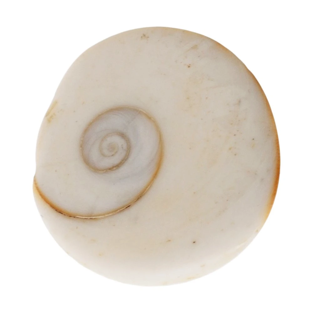 Natural White Gomatichakra Small in Size -21 Pieces Set(7x5x2 cm)