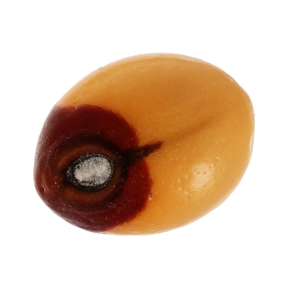 Wooden 21-Beads Abrus Precatorius Seed (6x4x2cm, Brown, Pack of 21)