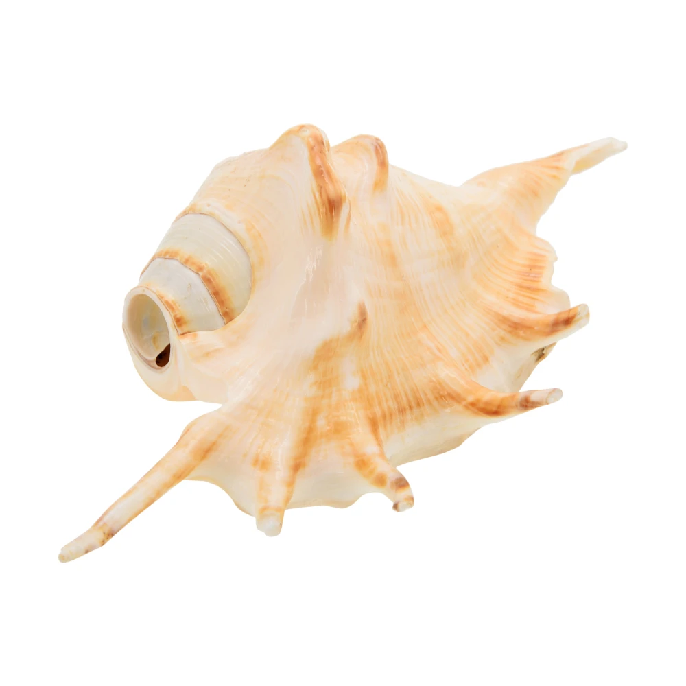 Right Handed Gaumukhi shankh,Original Blowing Shankh For Pooja.