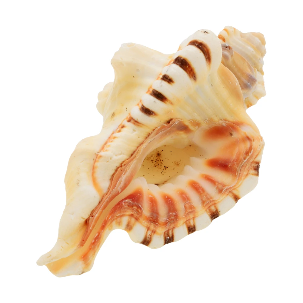 Natural Ganesh Shankh for Ganapati Pooja Sacred Shankh For Luck