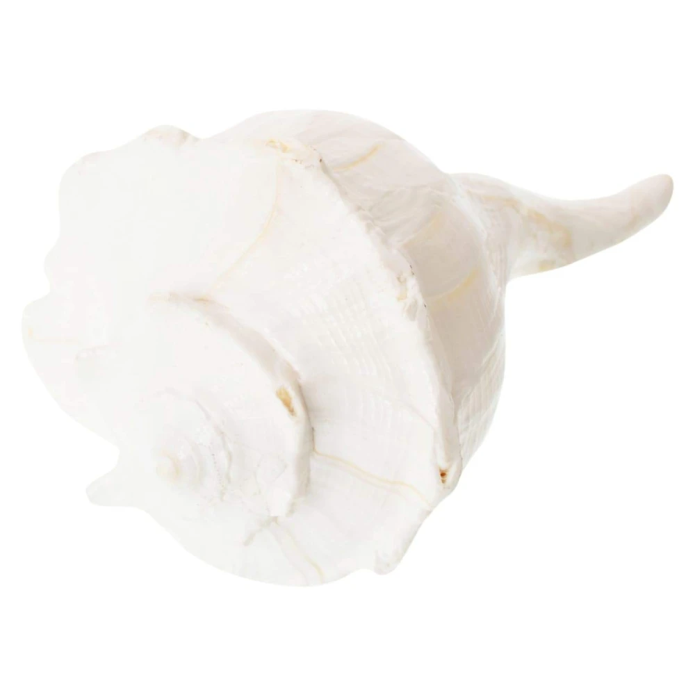 Valampuri Right Handed Sangu Sankh (White) 8 Inches For Pooja.
