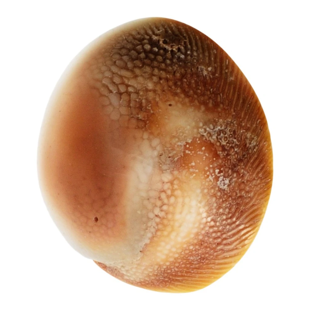 Natural White Gomti Chakra