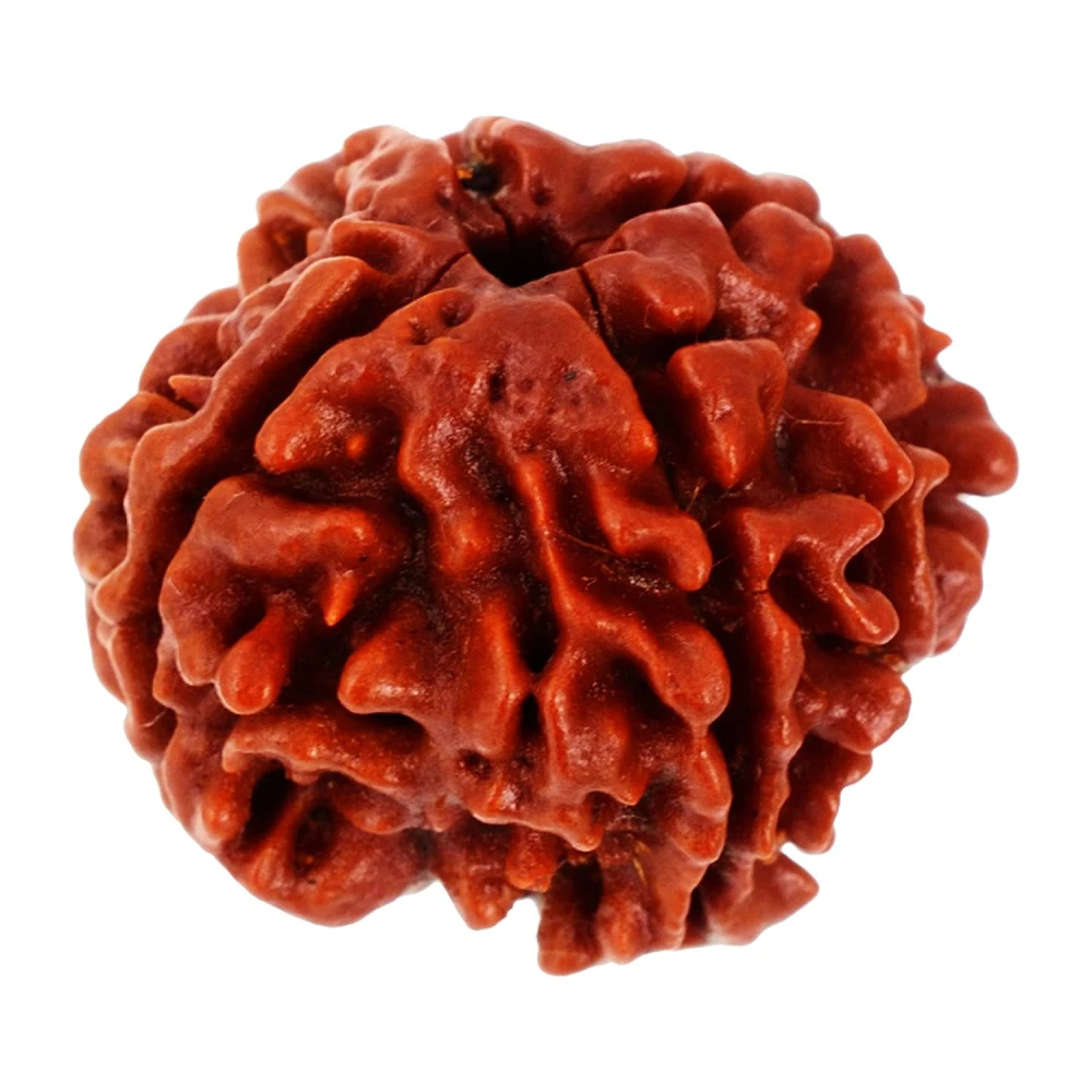 Natural Wooden Char Mukhi-Four Face Rudraksh Bead  for wealth wearing