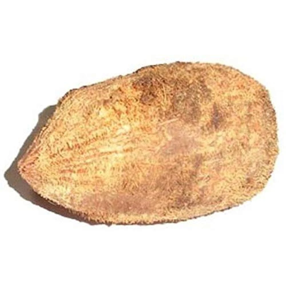 FengShui Ekakshi Narial- Ekakshee Nariyal Coconut For Pooja-1 piece