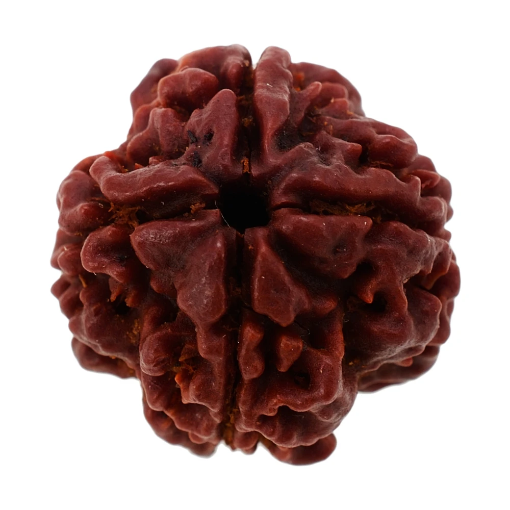 Natural Wooden Char Mukhi-Four Face Rudraksh Bead  for wealth wearing