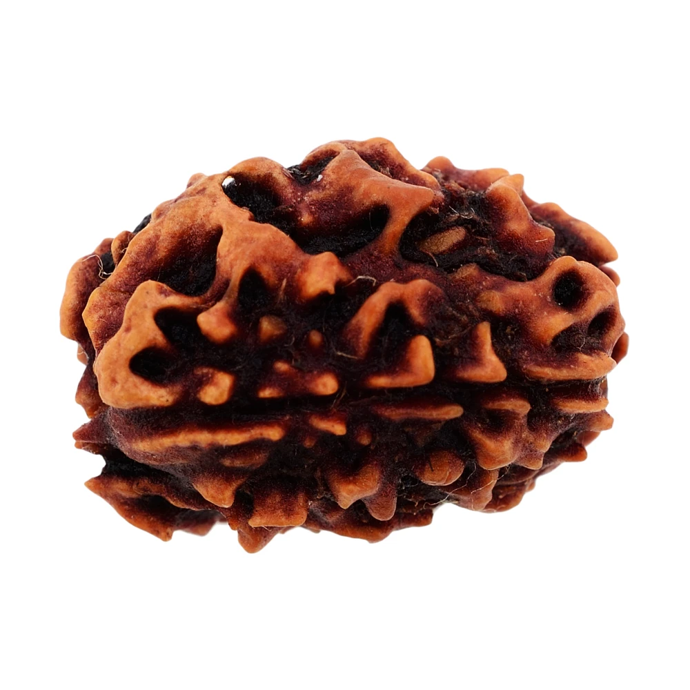 Natural Wooden Teen Mukhi-Three Face Rudraksh Bead With Certificate.