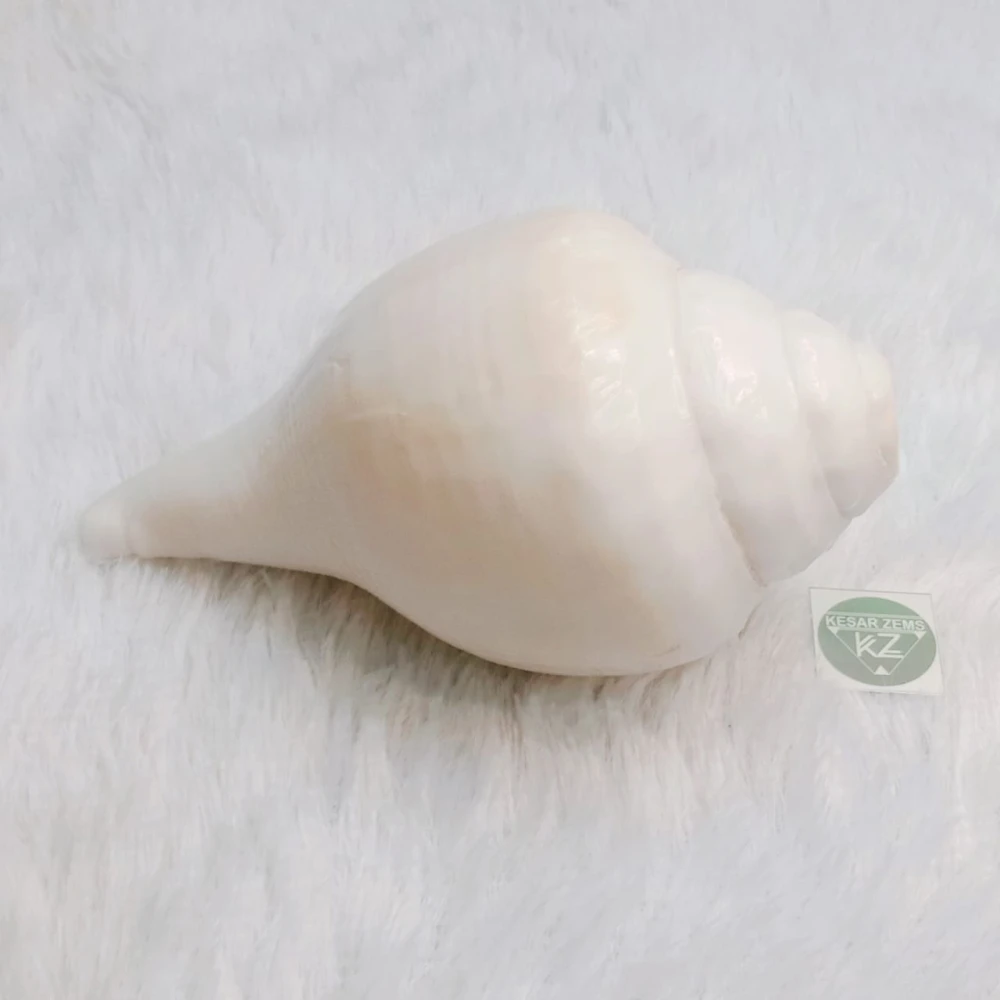 A Beautiful & Most Auspicious 8 Inches Blowing Conch Shell In X-Large Size (20 x 11 x 9 Cm)White.