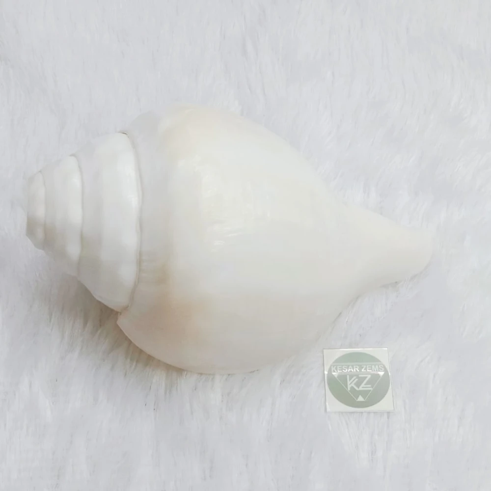 A Beautiful & Most Auspicious 8 Inches Blowing Conch Shell In X-Large Size (20 x 11 x 9 Cm)White.