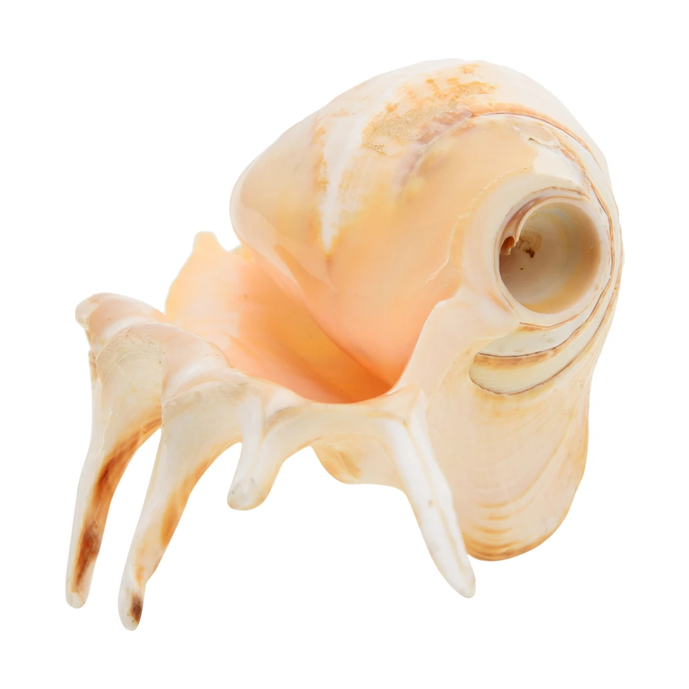 Right Handed Gaumukhi shankh,Original Blowing Shankh For Pooja.