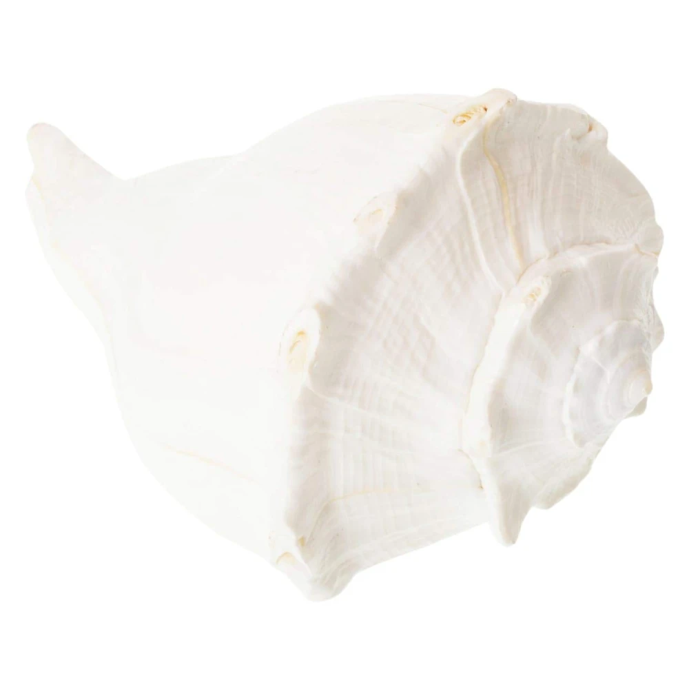 Valampuri Right Handed Sangu Sankh (White) 8 Inches For Pooja.