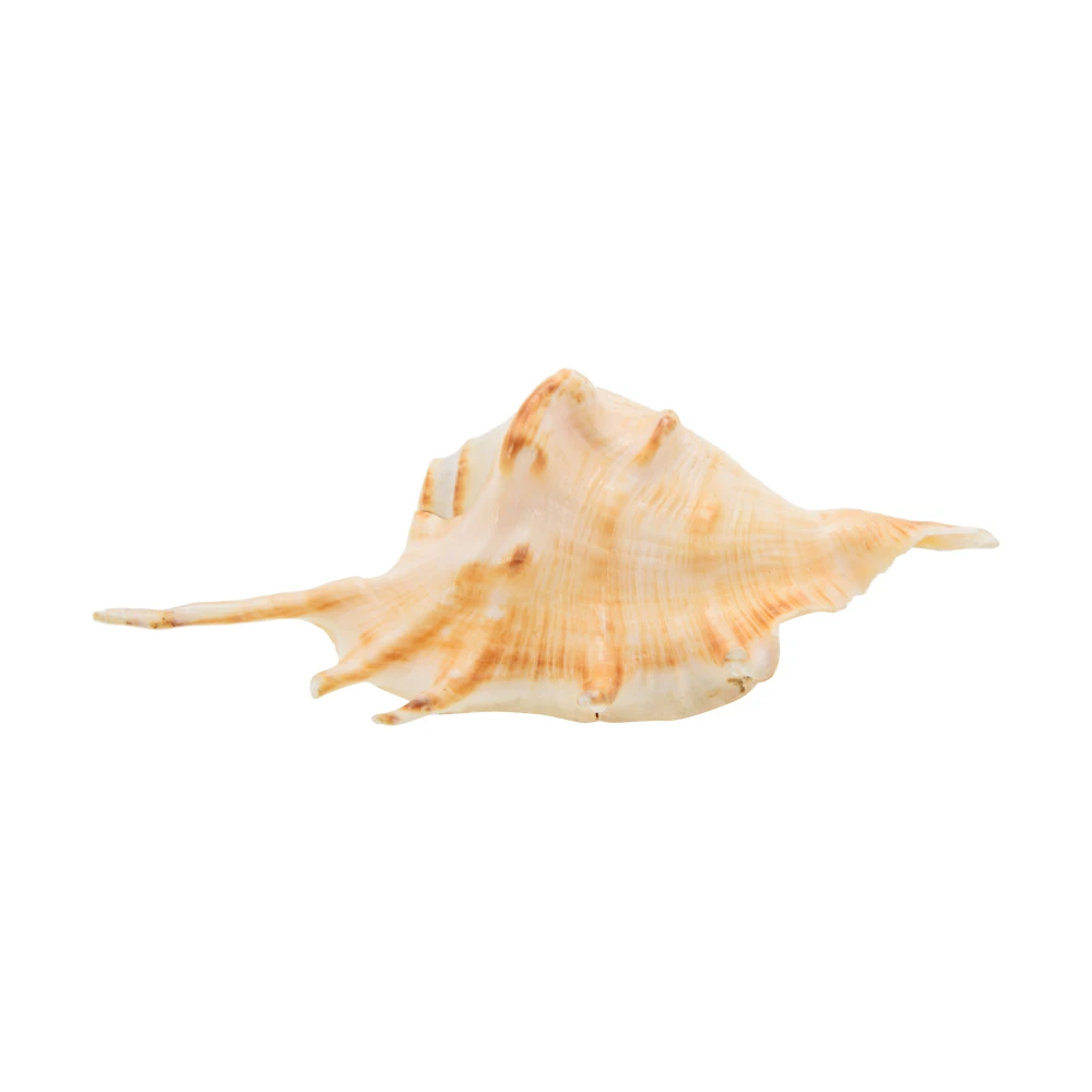 Right Handed Gaumukhi shankh,Original Blowing Shankh For Pooja.