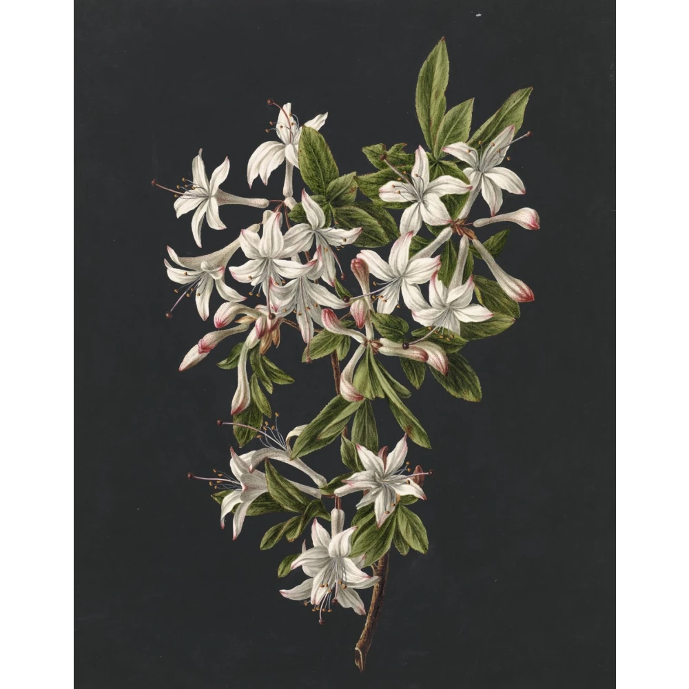 FURNISHUB Branch of Azaleas in Bloom, M. de Gijselaar 1831 | Famous Artwork | Canvas Painting | Gift | Wrapped Museum Finished Canvas